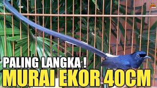 SIDAK  HOTEL BURUNG MURAI BATU TERBESAR DI INDONESIA  ADA EKOR 40CM [upl. by Louanne903]