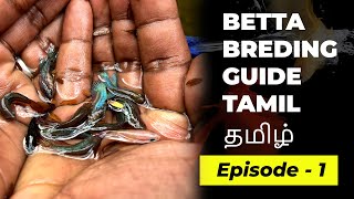 Betta breeding complete guide Tamil  Episode 1 [upl. by Stewart]