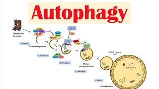 Autophagy  Macroautophagy amp Importance in Health [upl. by Heer888]