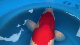 Super Kohaku Torazo Koi Farm 85cm [upl. by Jannel]