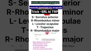 Muscle attachment of scapulaScapulaanatomymuscleattachmentshorttricksshortnotesbamsmbbs [upl. by Coop538]