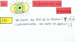 BILDENTSTEHUNG AUF DER NETZHAUT  Biologie  Biologie des Menschen Mittelstufe [upl. by Niriam]