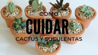 COMO CUIDAR SUCULENTAS Y CACTUS DENTRO DE CASA HD [upl. by Shawnee]