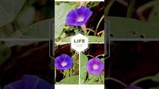 IPOMOEA NIL plants youtubeshorts nature photography [upl. by Priestley610]