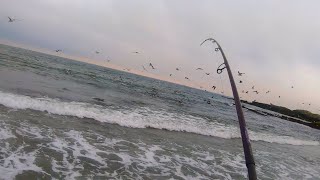 Striped Bass Blitzing At My Feet Rhode Island Shore Fishing [upl. by Osnerol]