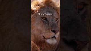 Tanzania  Holiday Packages  What A Holiday  East Africa [upl. by Jaquelin]