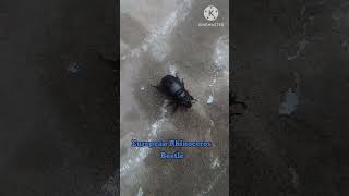 European Rhinoceros Beetle music [upl. by Ayt]