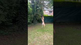 BELGIAN MALINOIS TEACHES HIS PUPIL TO JUMP HIGH TO CATCH THE BRANCH 🪵🌳🐕 Chkcars99 😱🔥 [upl. by Juliette]