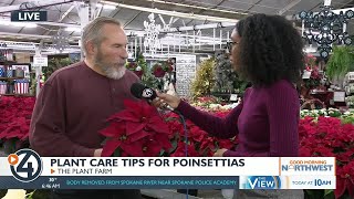 How to care for poinsettias this holiday season [upl. by Hogle454]