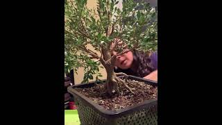 E41 Structure Reset on nursery stock Boxwood [upl. by Seda543]