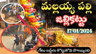 Mallaiah Palli Jallikattu 🐂  2024 Traditional Chittoor Jallikattu  మల్లయ్య పల్లి జల్లికట్టు 🤯 [upl. by Enilra385]