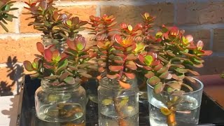 How to Make Crassula Mini Ovata Colorful [upl. by Humbert]