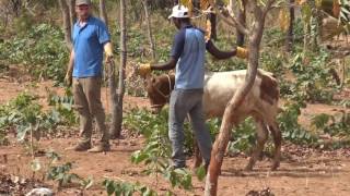 Training Oxen and Making Yokes Burkina Faso [upl. by Odanref]