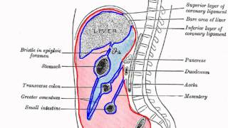 Peritoneal Cavity  Part 1  Anatomy Tutorial [upl. by Eladnwahs]