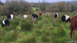 outwintering cattle in Ireland beings in Ernest shorthorn regenerativefarm irishfarm cattle [upl. by Nitsu668]