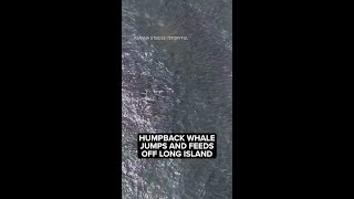 Humpback whale jumps up to feast on mouthfuls of fish off Long Island [upl. by Hannus]