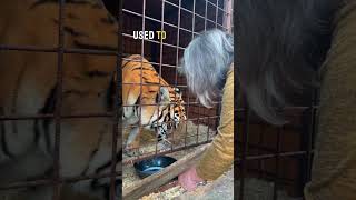 How is our tigress from the circus doing lion tiger normandie circus [upl. by Garold173]