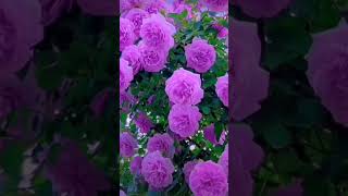 Most beautiful romantic rose flower garden video purple 💜 flower garden short [upl. by Sommers]