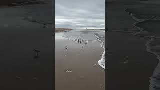 Sanderlings at play  Cape Henelopen Beach Delaware [upl. by Yrrep]