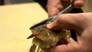 How to Clean SoftShell Crab  CHOW Tip [upl. by Hacim281]