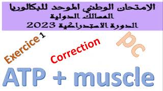 ATP et muscle correction exercice rat svt 2023 [upl. by Yelsiap]