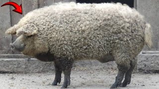 Meet the mangalitsa the sheep pig [upl. by Maxy]