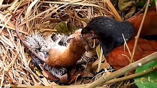 Greater coucal bird tries to bite a mouse in the nest [upl. by Asli747]