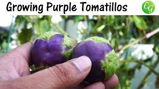 Growing Purple Tomatillos  How To Grow Purple Tomatillos In Containers [upl. by Aradnahc234]