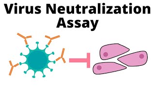 Antibodies effective against Omicron  Serum Virus Neutralization assay [upl. by Edras517]