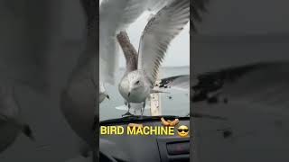 Bird Machine 😎 birds funny funnyshorts drole fyp pourtoi [upl. by Enom352]