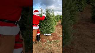 How Christmas trees are grown and prepared shorts [upl. by Yltneb]