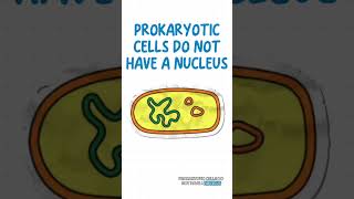 Eukaryotes vs Prokaryotes just in 40 second 🤔 [upl. by Ttirb672]