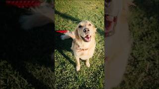 A Dog loving life in California golden retrieverborder collie mix [upl. by Giovanni]