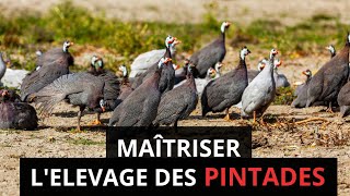 Fais ça pour bien maîtriser lélevage des PINTADES [upl. by Hsirt]