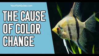 Do Angelfish Change Color  Why Do Angelfish Change Color   YourFishGuidecom [upl. by Winter]