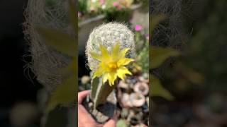 Mammillaria Baumii care gardeningvideos cactusflower cactus mammillaria farahgarden [upl. by Mona]