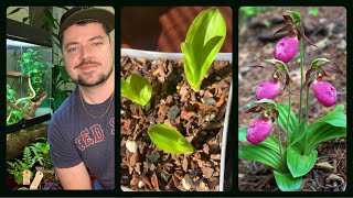 Chit chat while potting some native Lady Slipper Orchids Cypripedium acaule [upl. by Ylelhsa]