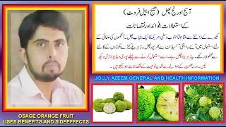 Osage orange phal kay fawaid aor nuqsan  Maclura pomifera fruit uses benefits and sideeffects [upl. by Llevra]