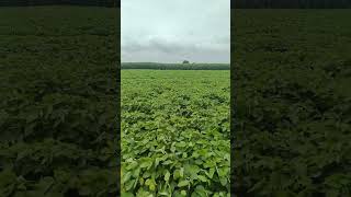 Crop Insurance 2023  Crop Insurance E Pik Pahani  Crop Insurance Claim Process 2023 [upl. by Lukasz]