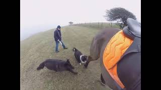 OUT OF CONTROL DOGS LEAVE HORSE DISTRESSED [upl. by Pax]