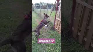 aky vuole la ciotola music dance aky cutepuppy doglover doglifedogtrainer [upl. by Marten238]