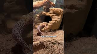 How to setup a leopard gecko enclosure 101 [upl. by Naillij]