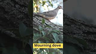 Mourning Dove  Physical Characteristics  Habitat  Diet  Behavior  101 Facts usa animal [upl. by Ibib]