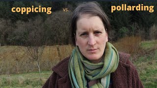 Coppicing vs pollarding willow for basket making Our experience so far [upl. by Avad]