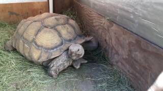 Outdoor DIY Sulcata Tortoise Housing In Cooler Climates [upl. by Yahc]