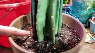 Potting Cactus Cuttings  Cactus Soil  Cactus Fertilizer  Cereus Peruvianus  Myrtillo [upl. by Fawcett821]