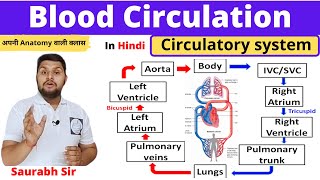 Blood circulation Circulatory system in Hindi Systemic and pulmonary circulation Nursing NEET [upl. by Ennairam]