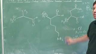 Introduction to amino acids and peptides 16 [upl. by Nedia]