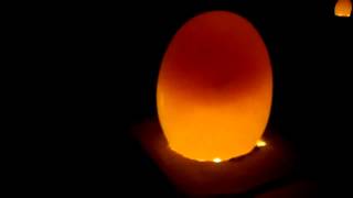 Identifying good eggs in candeling [upl. by Able]