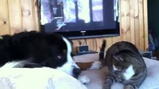 Bernese Mountain Dog Vs Cat [upl. by Prem]